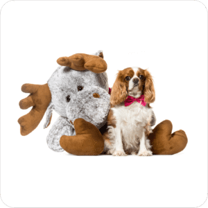 Dreamland Dolls